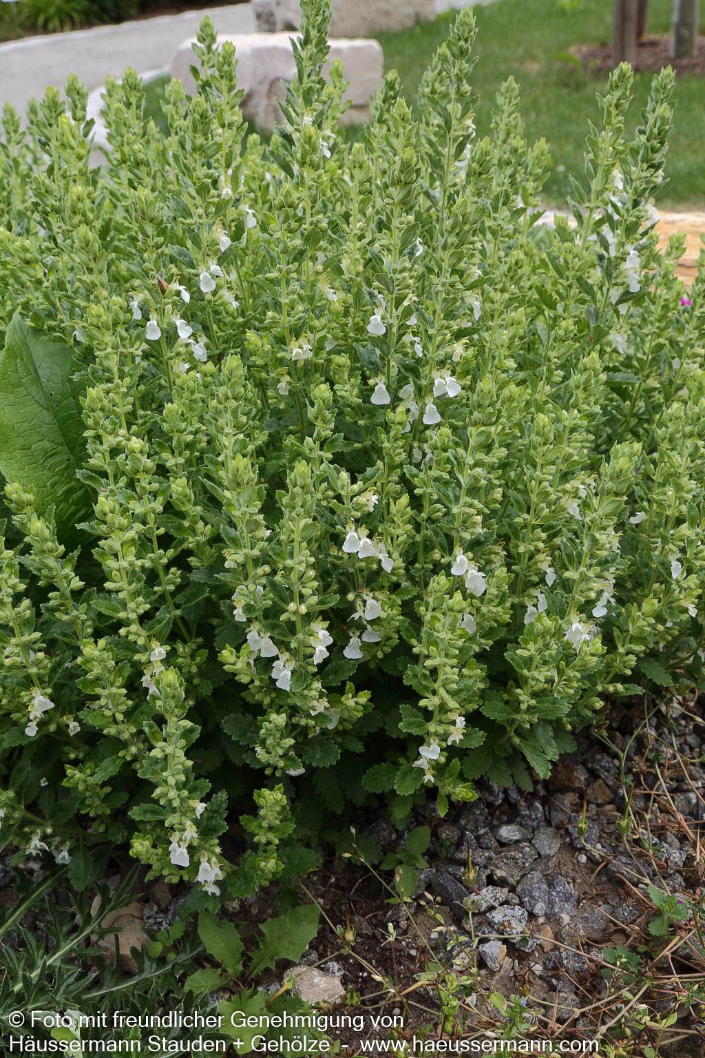 Weißer Gamander 'Album' (Teucrium chamaedrys)