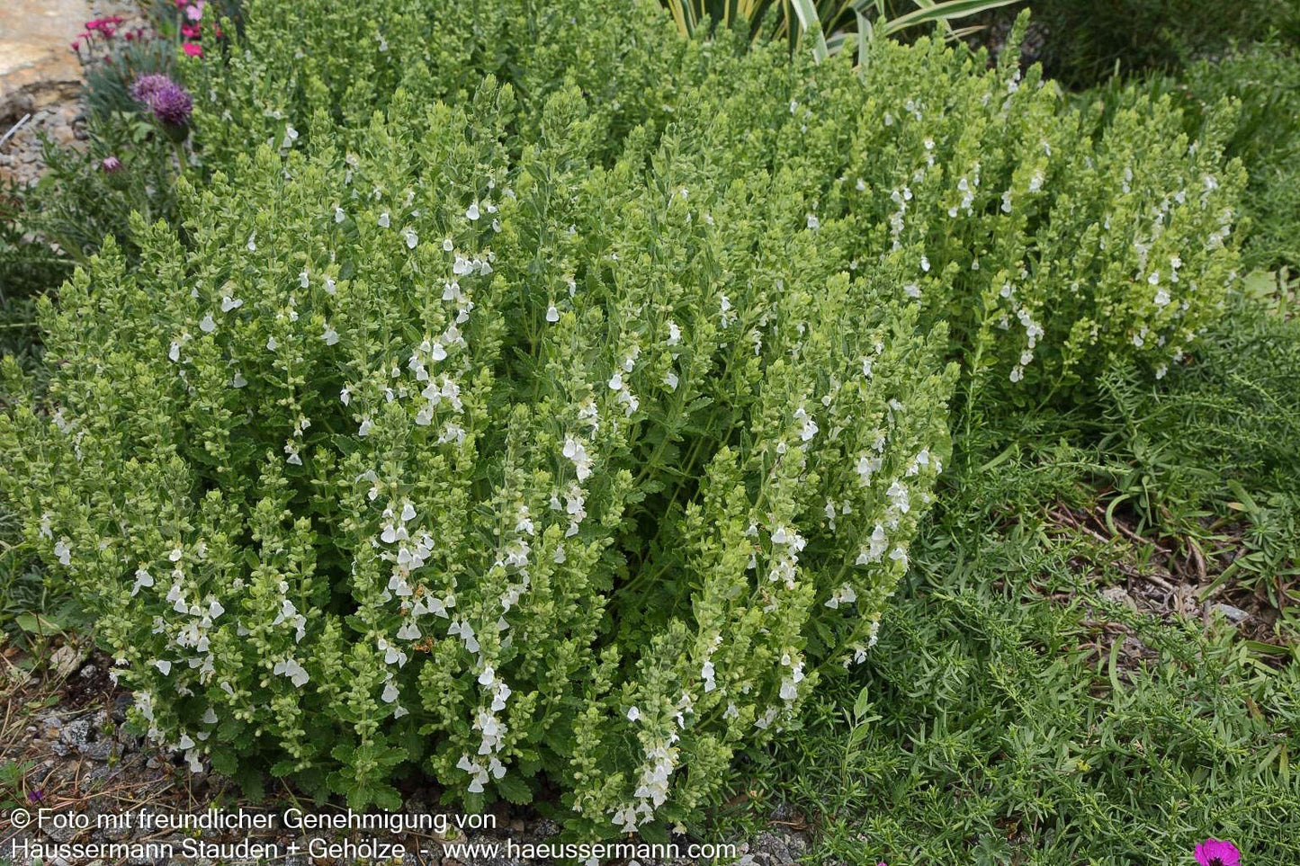 Weißer Gamander 'Album' (Teucrium chamaedrys)
