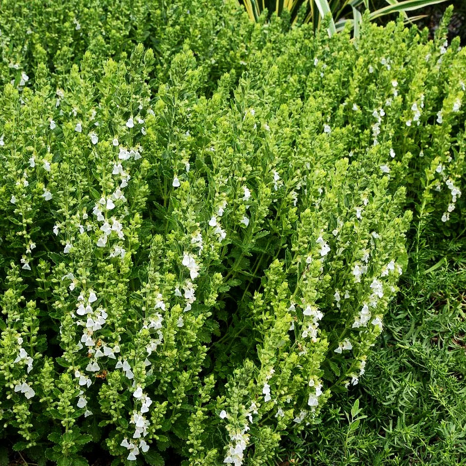 Weißer Gamander 'Album' (Teucrium chamaedrys)