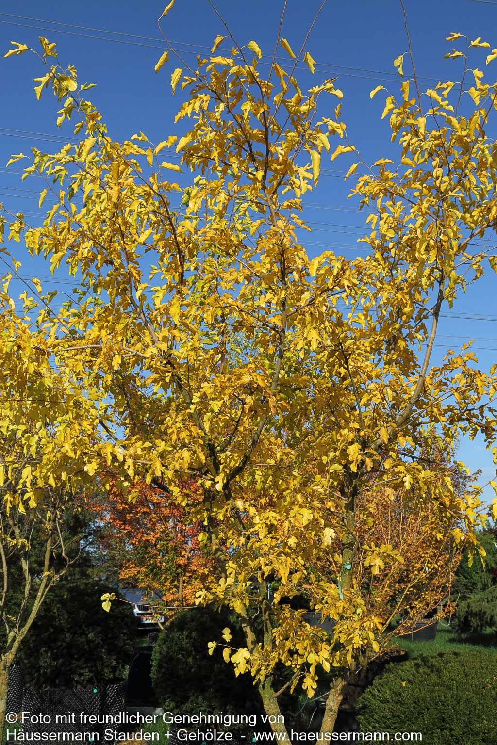 Weißer Maulbeerbaum (Morus alba)