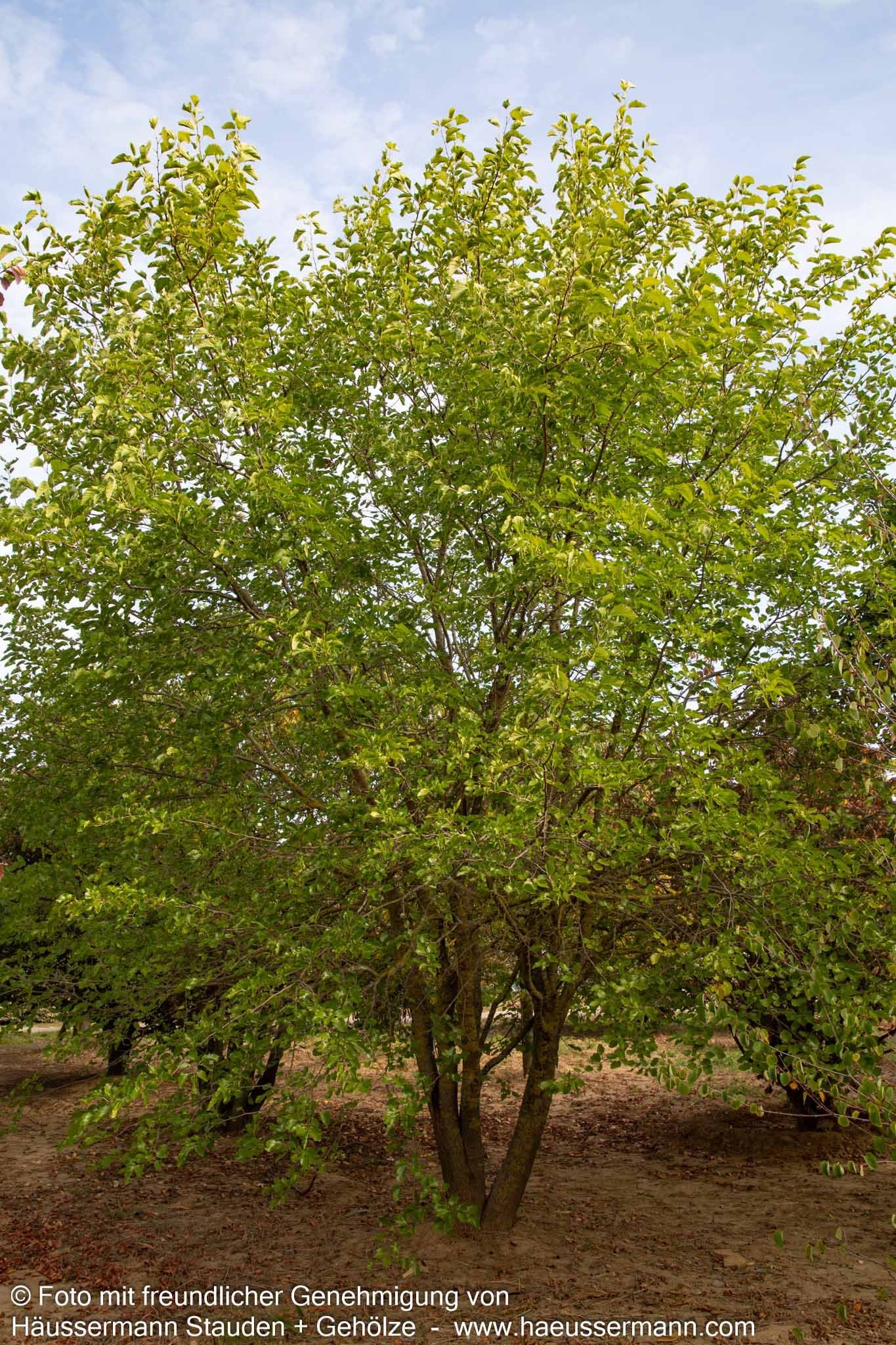 Weißer Maulbeerbaum (Morus alba)