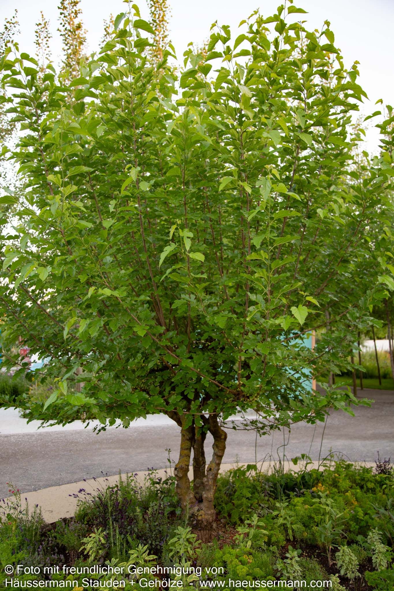 Weißer Maulbeerbaum (Morus alba)