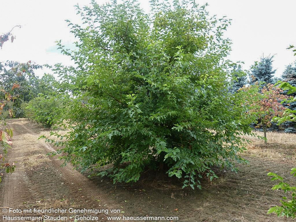 Weißer Maulbeerbaum (Morus alba)