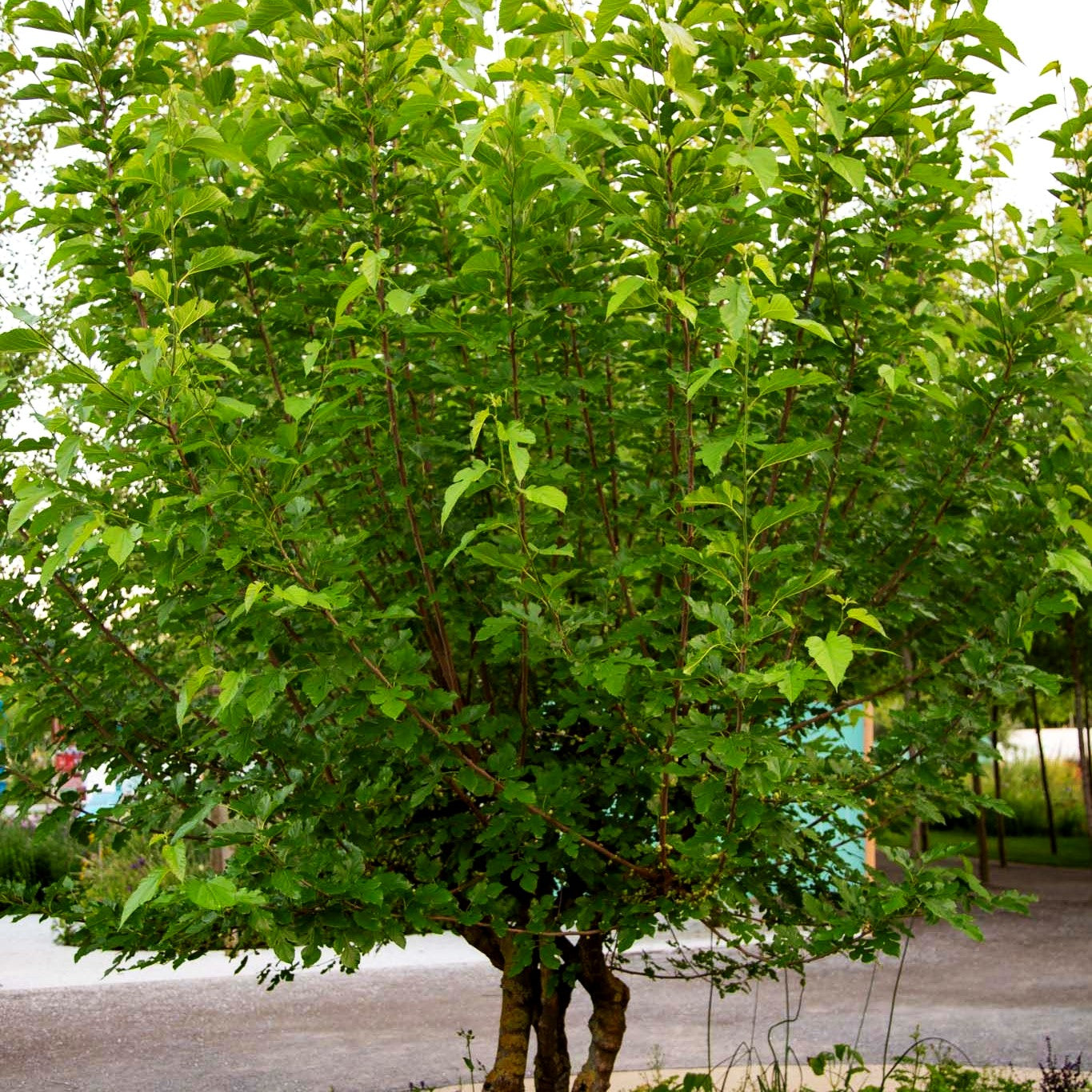 Weißer Maulbeerbaum (Morus alba)