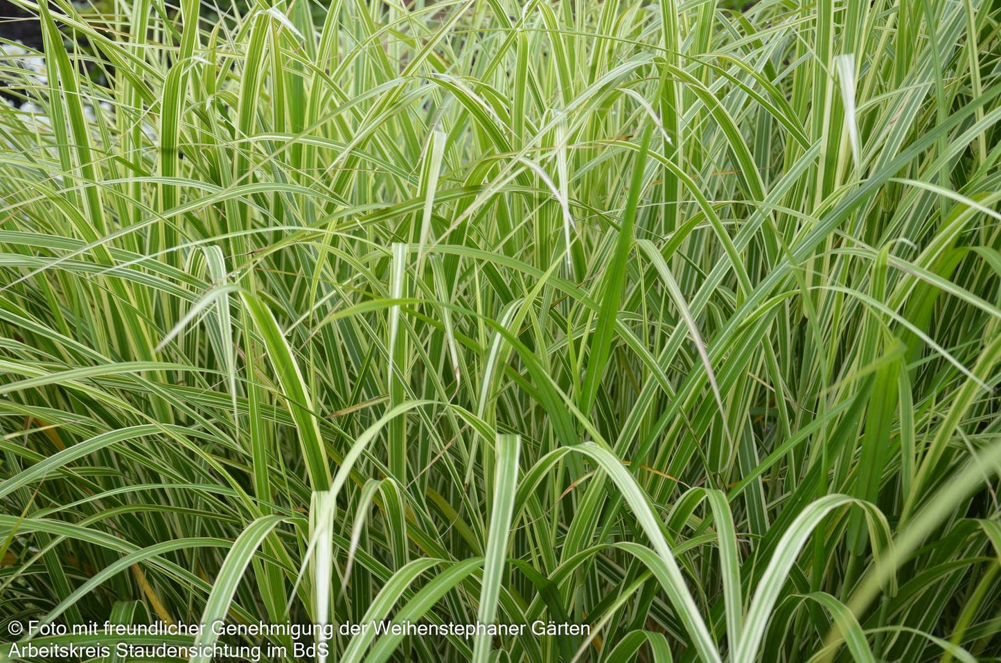 Weißgestreifter Chinaschilf 'Variegatus' (Miscanthus sinensis)