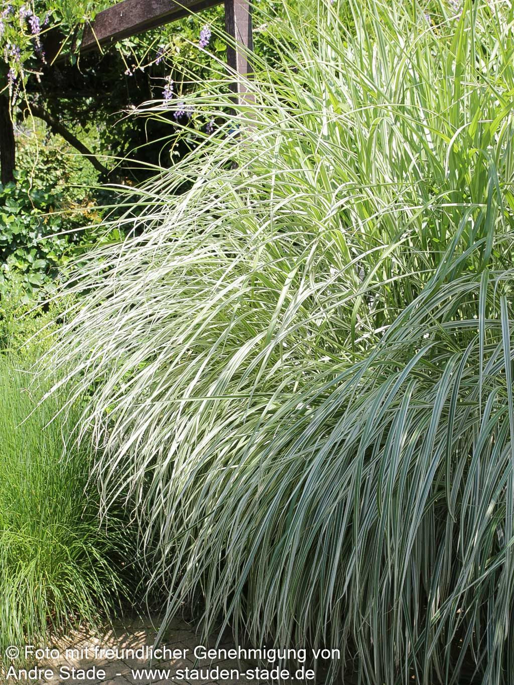 Weißgestreifter Chinaschilf 'Variegatus' (Miscanthus sinensis)