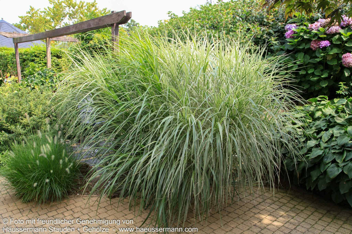 Weißgestreifter Chinaschilf 'Variegatus' (Miscanthus sinensis)