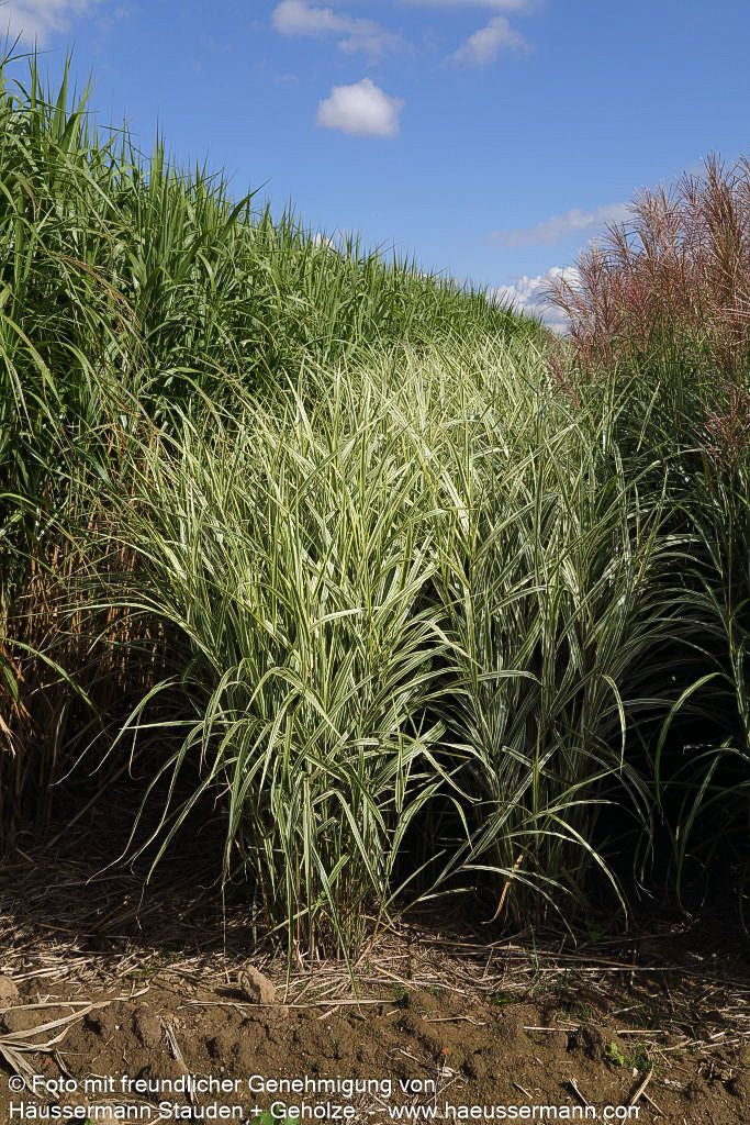Weißgestreifter Chinaschilf 'Variegatus' (Miscanthus sinensis)
