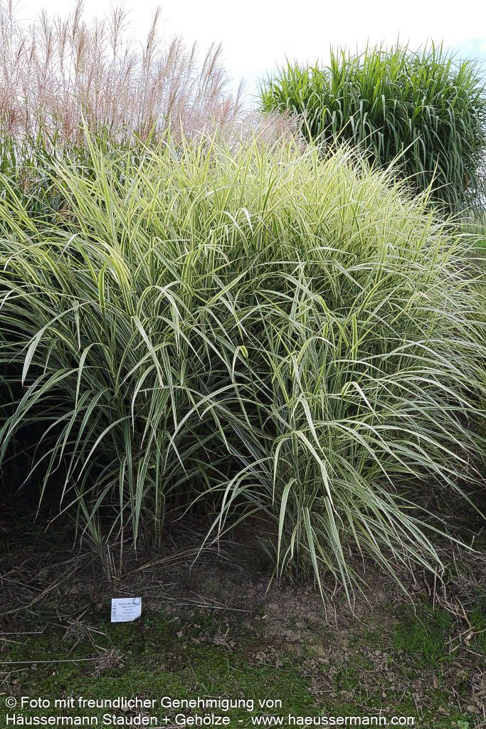 Weißgestreifter Chinaschilf 'Variegatus' (Miscanthus sinensis)