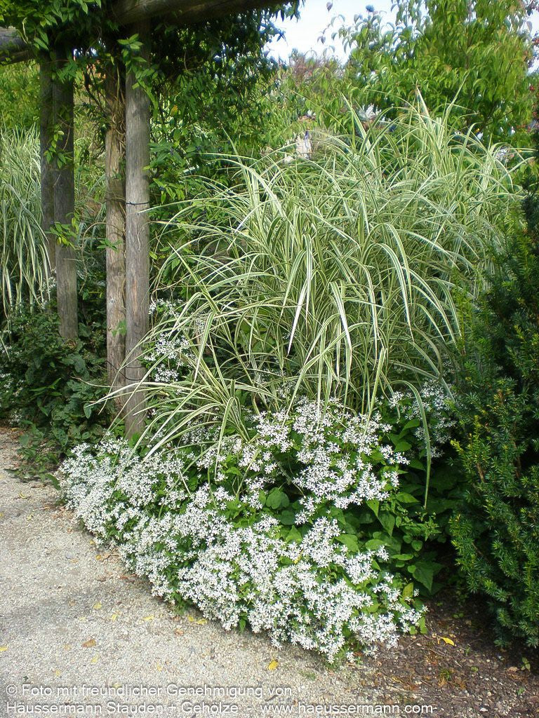 Weißgestreifter Chinaschilf 'Variegatus' (Miscanthus sinensis)