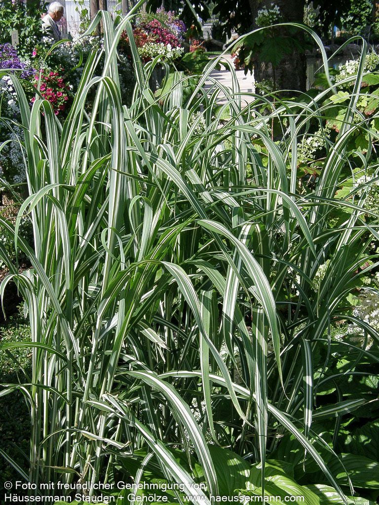 Weißgestreifter Chinaschilf 'Variegatus' (Miscanthus sinensis)