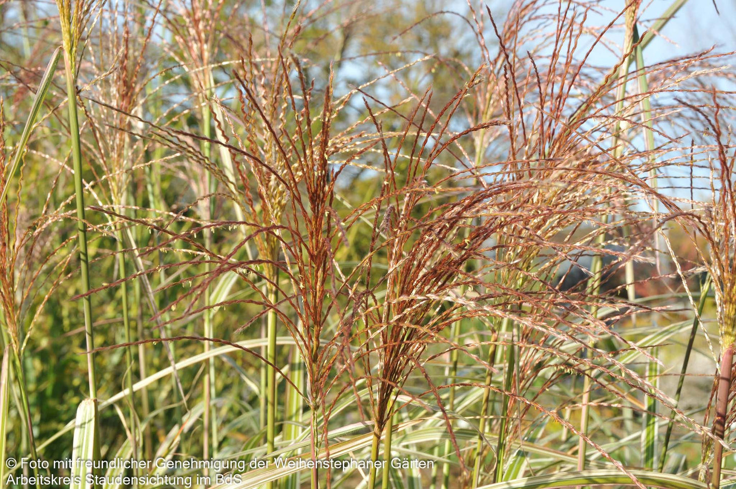 Weißgestreifter Chinaschilf 'Variegatus' (Miscanthus sinensis)