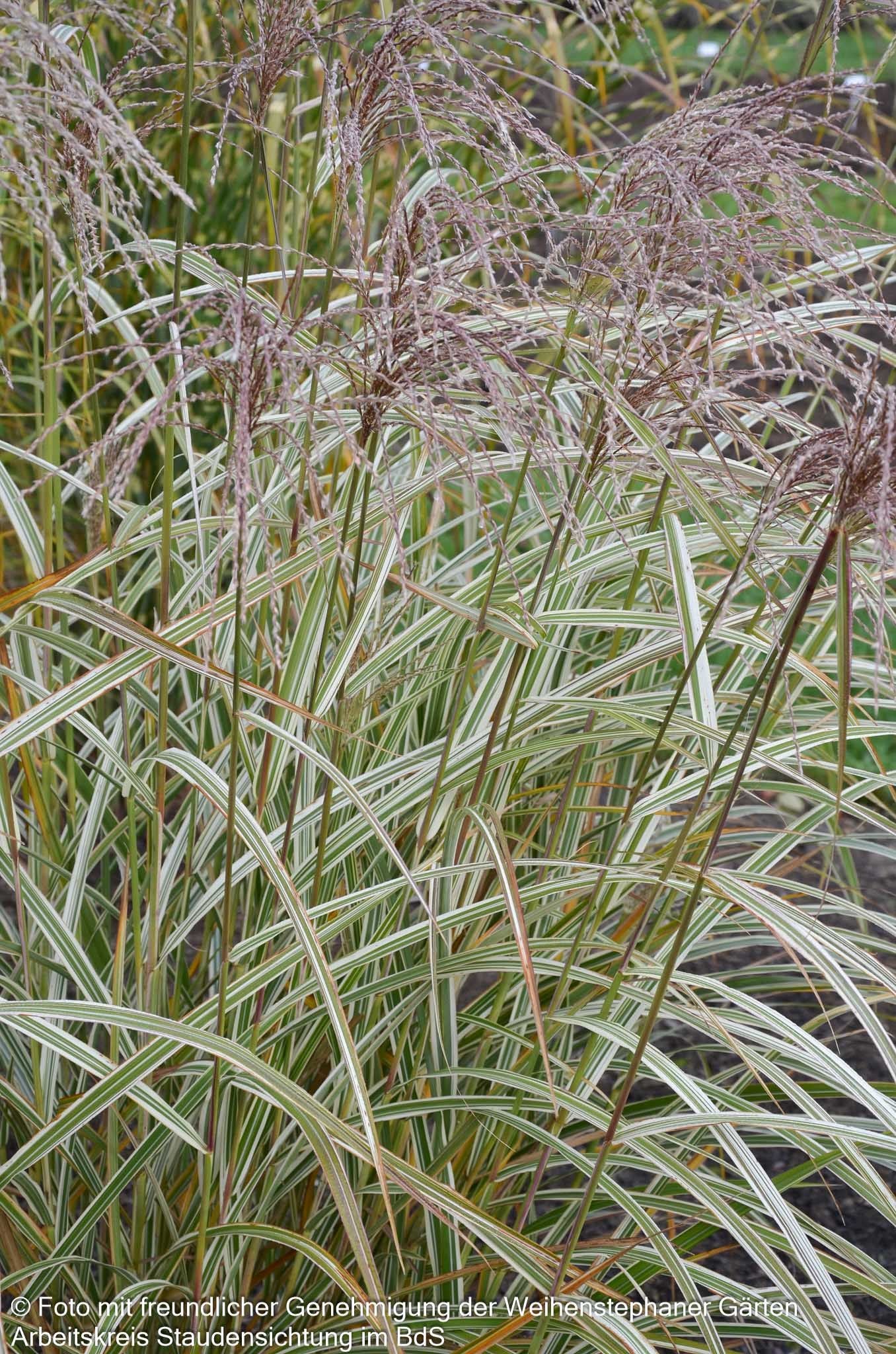 Weißgestreifter Chinaschilf 'Variegatus' (Miscanthus sinensis)