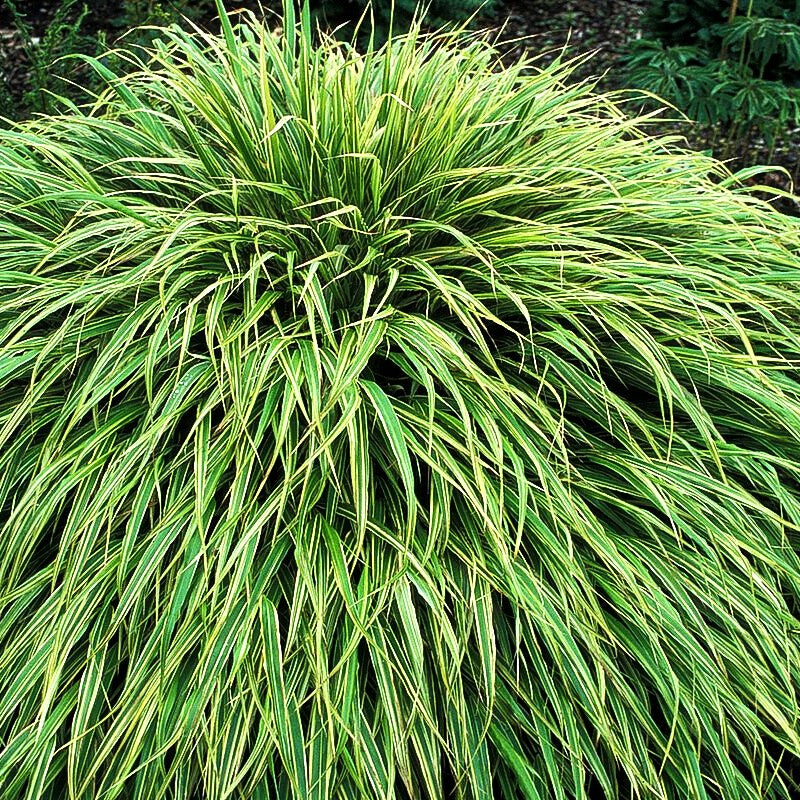 Weißgestreiftes Japangras 'Albostriata' (Hakonechloa macra)