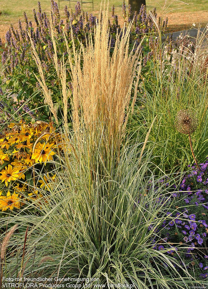 Weißgestreiftes Reitgras 'Overdam' (Calamagrostis x acutiflora)