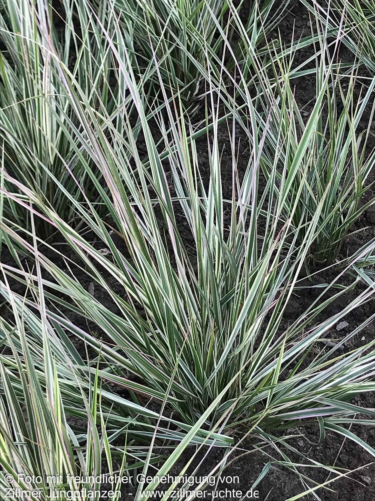 Weißgestreiftes Reitgras 'Overdam' (Calamagrostis x acutiflora)