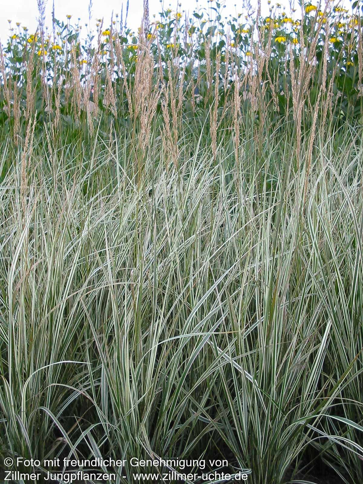 Weißgestreiftes Reitgras 'Overdam' (Calamagrostis x acutiflora)
