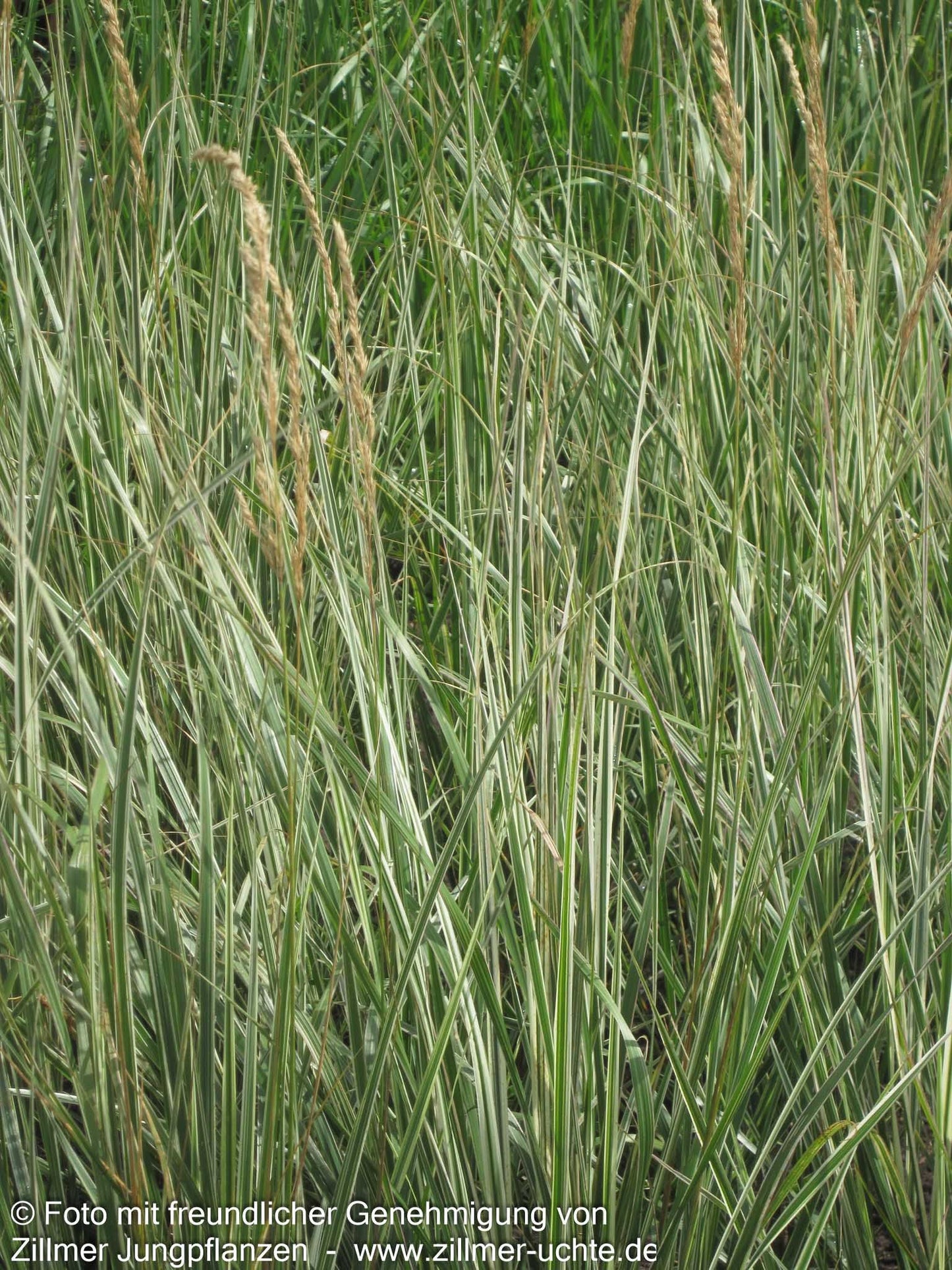 Weißgestreiftes Reitgras 'Overdam' (Calamagrostis x acutiflora)