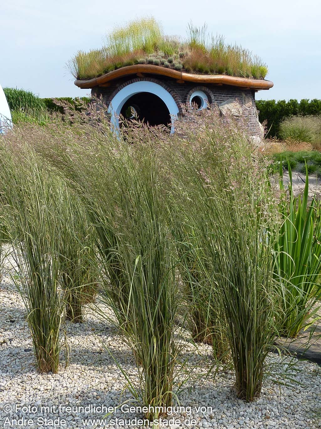 Weißgestreiftes Reitgras 'Overdam' (Calamagrostis x acutiflora)