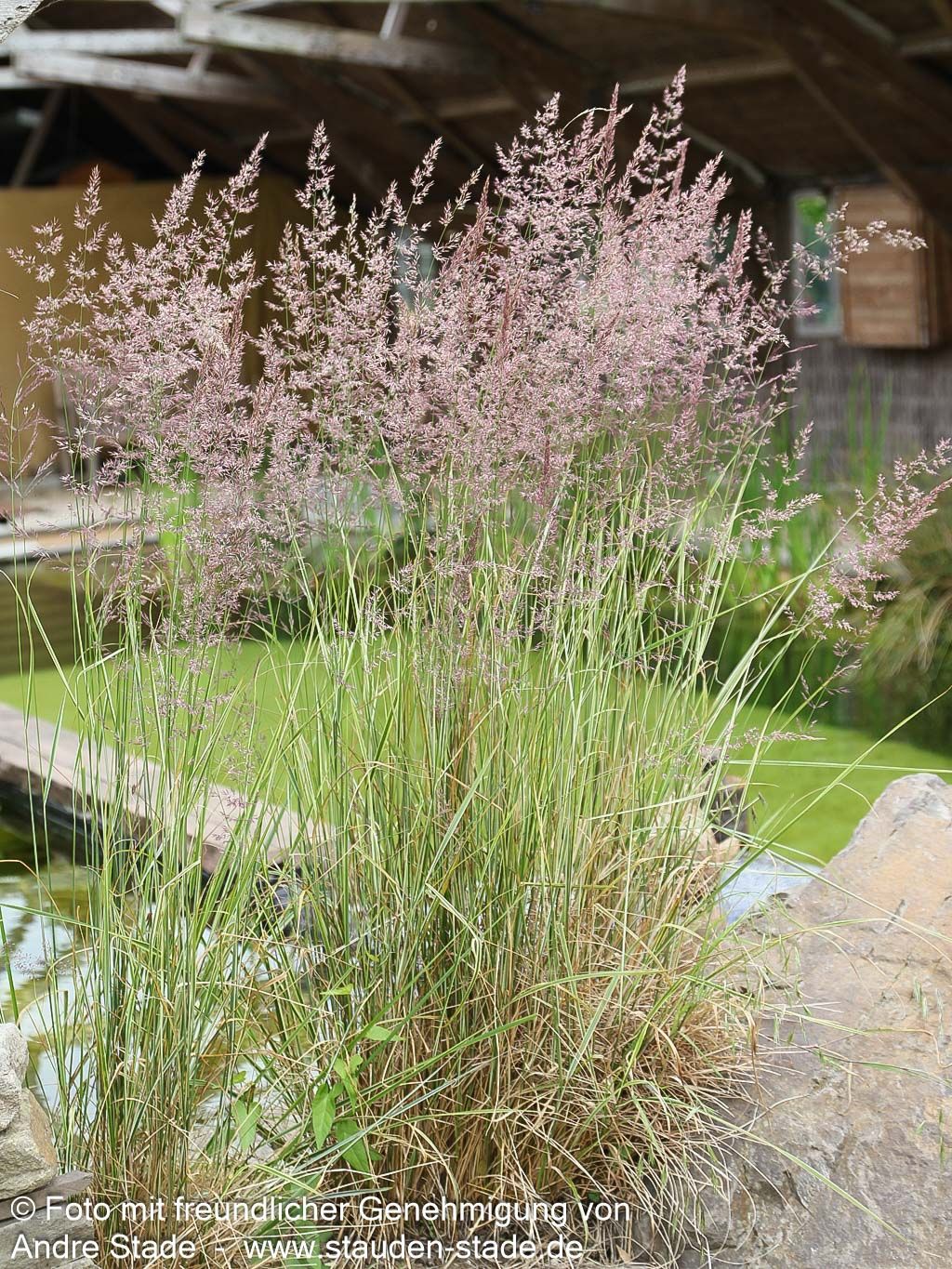 Weißgestreiftes Reitgras 'Overdam' (Calamagrostis x acutiflora)