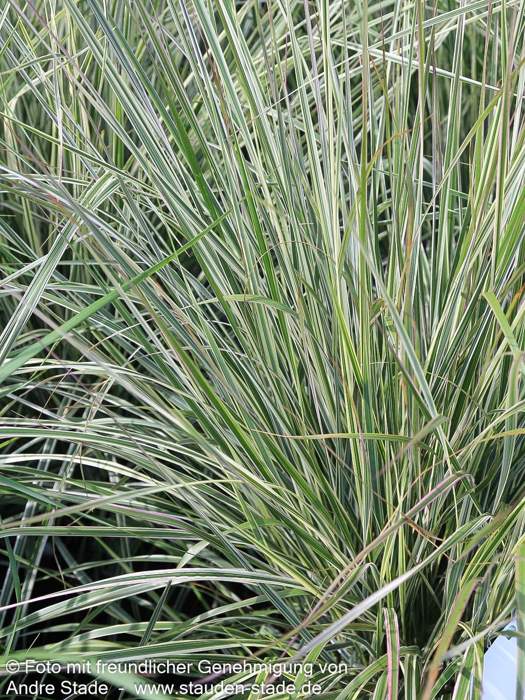 Weißgestreiftes Reitgras 'Overdam' (Calamagrostis x acutiflora)