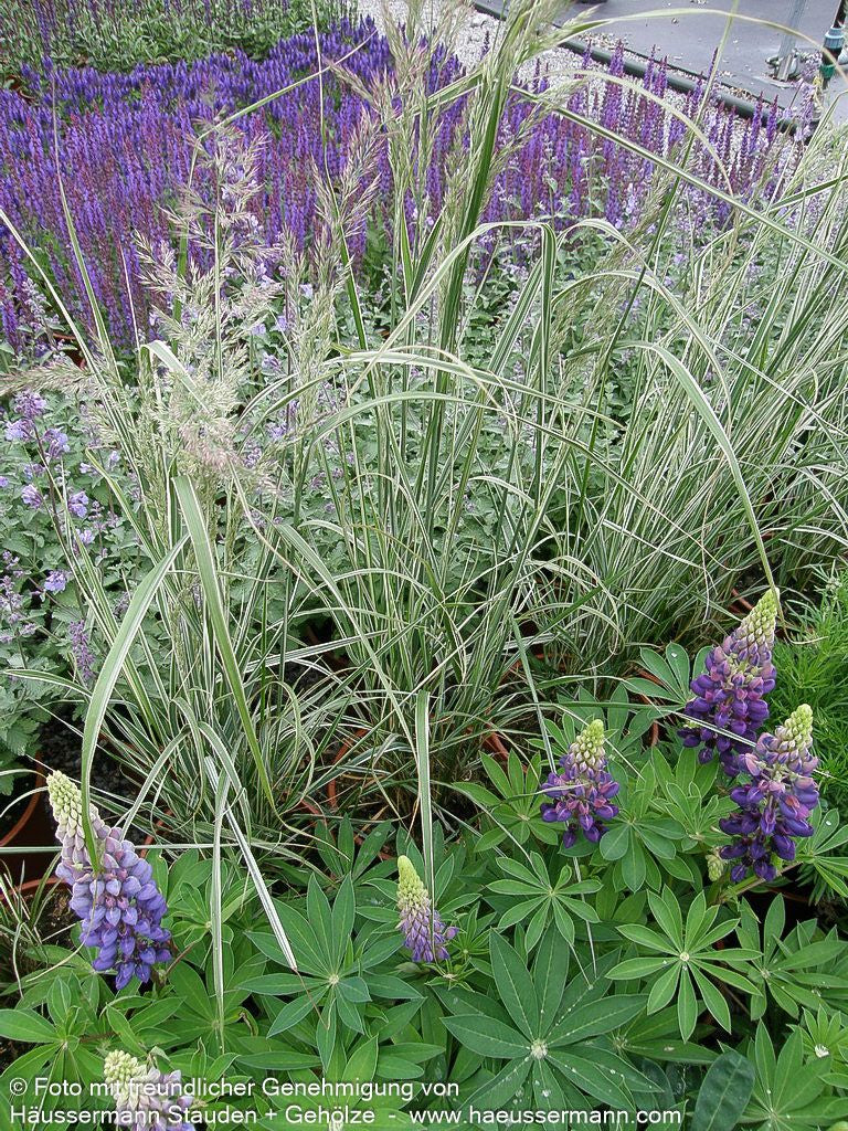 Weißgestreiftes Reitgras 'Overdam' (Calamagrostis x acutiflora)