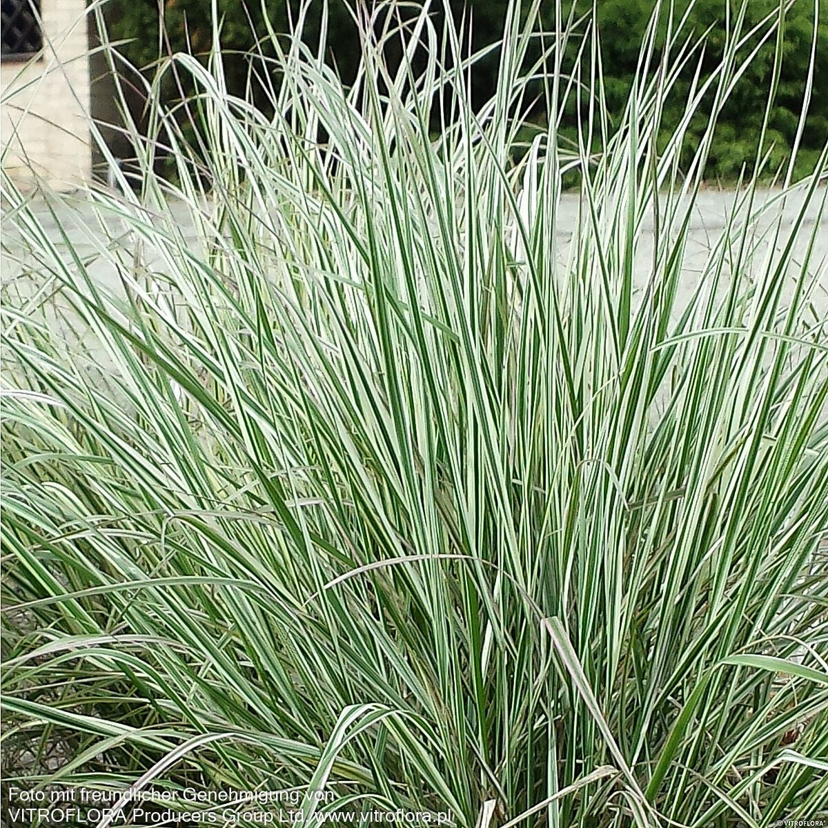 Weißgestreiftes Reitgras 'Overdam' (Calamagrostis x acutiflora)