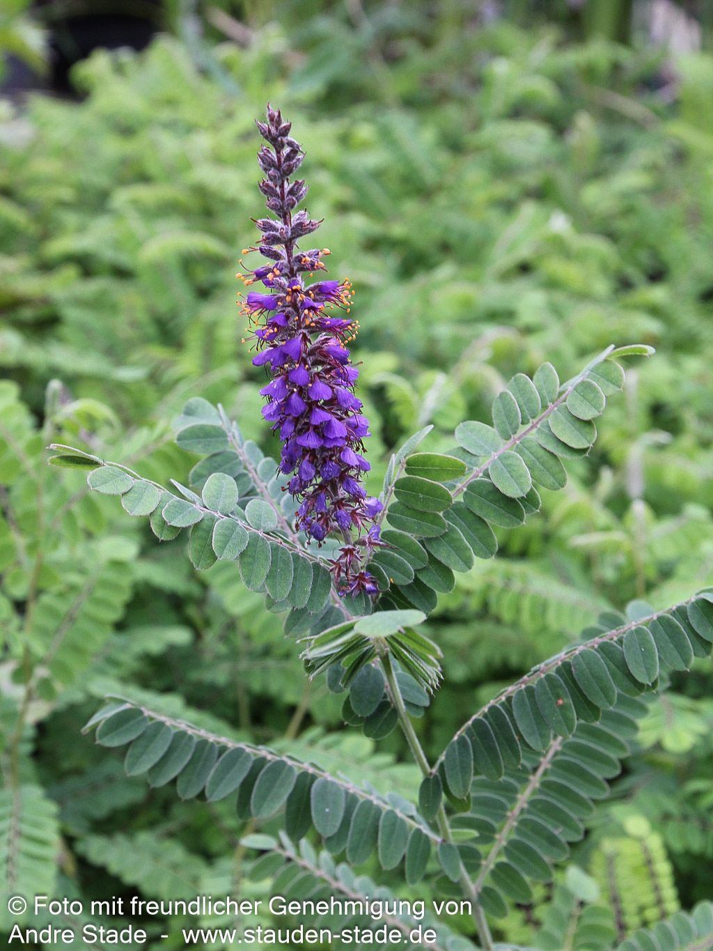 Weißgrauer Bleibusch (Amorpha canescens)