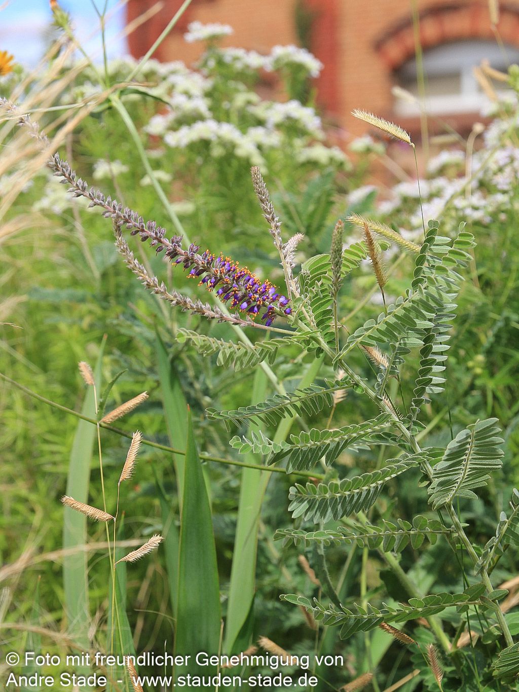 Weißgrauer Bleibusch (Amorpha canescens)