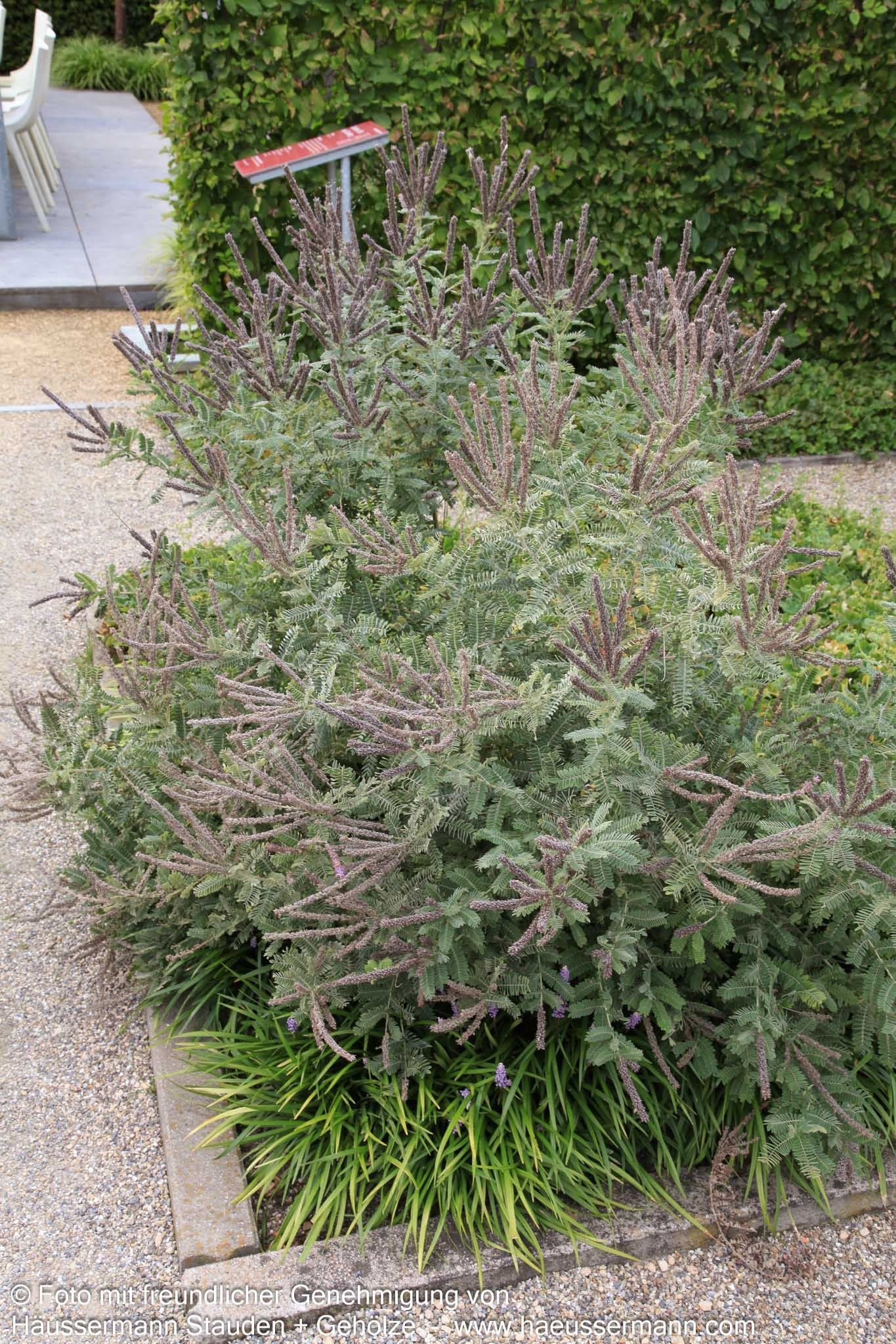 Weißgrauer Bleibusch (Amorpha canescens)