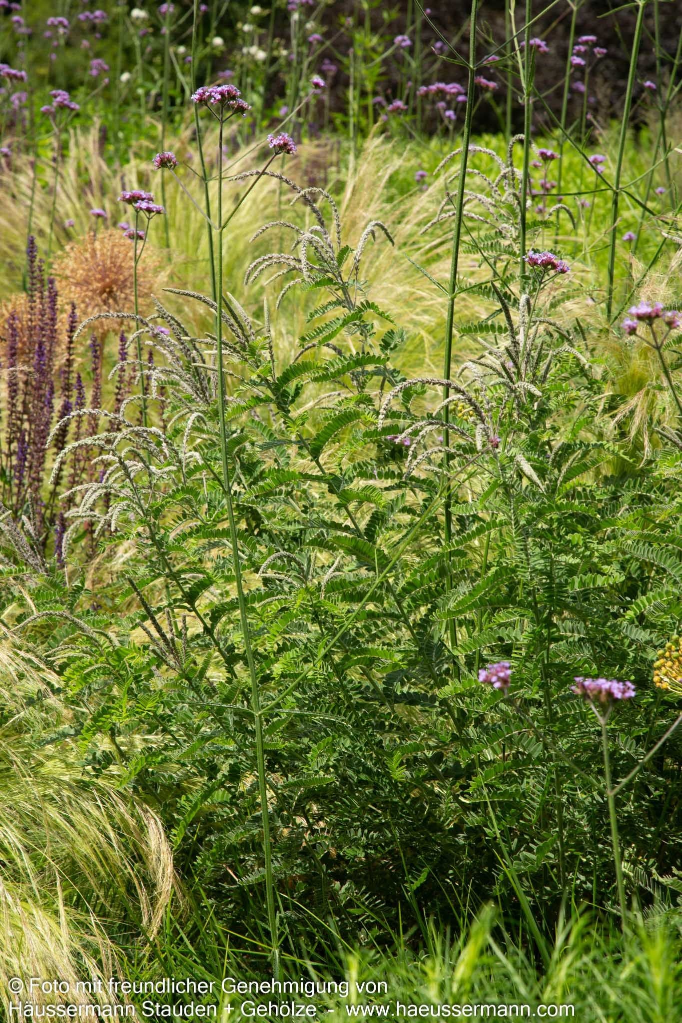 Weißgrauer Bleibusch (Amorpha canescens)