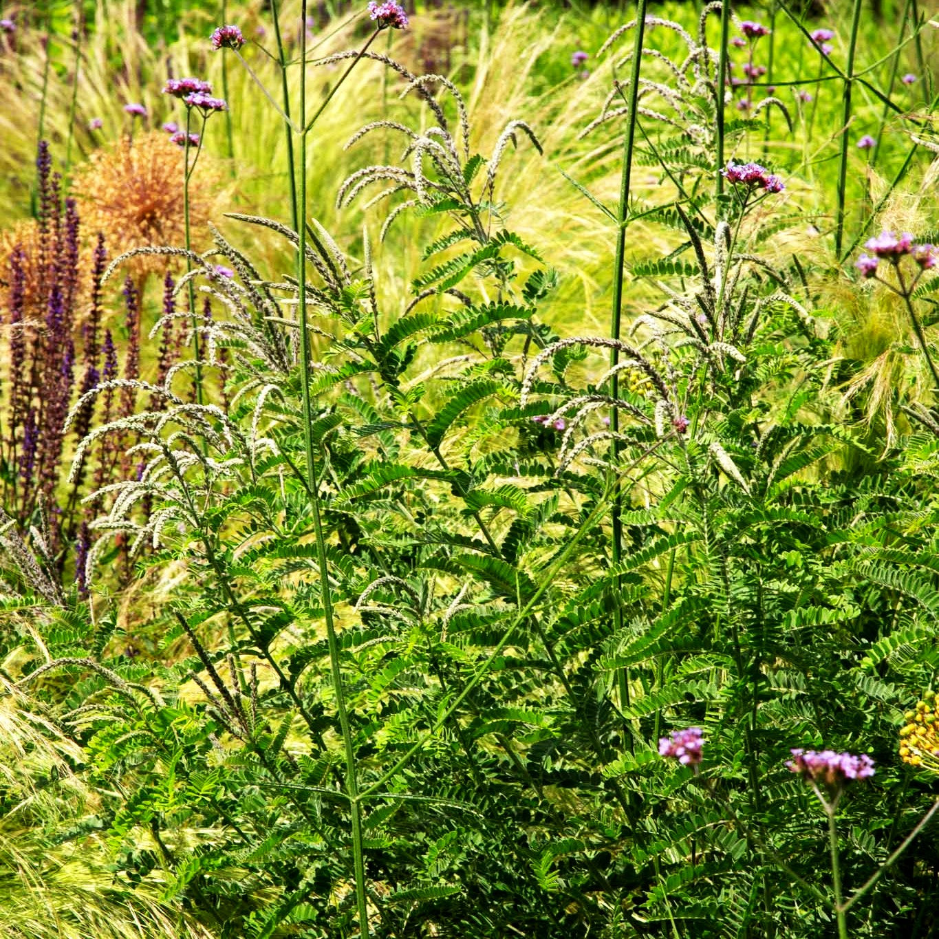 Weißgrauer Bleibusch (Amorpha canescens)