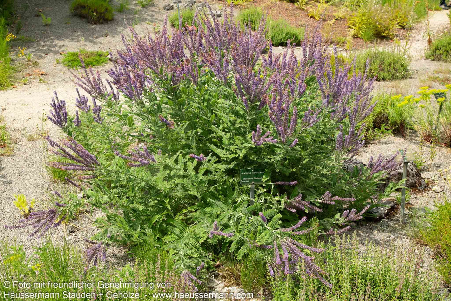 Weißgrauer Bleibusch (Amorpha canescens)