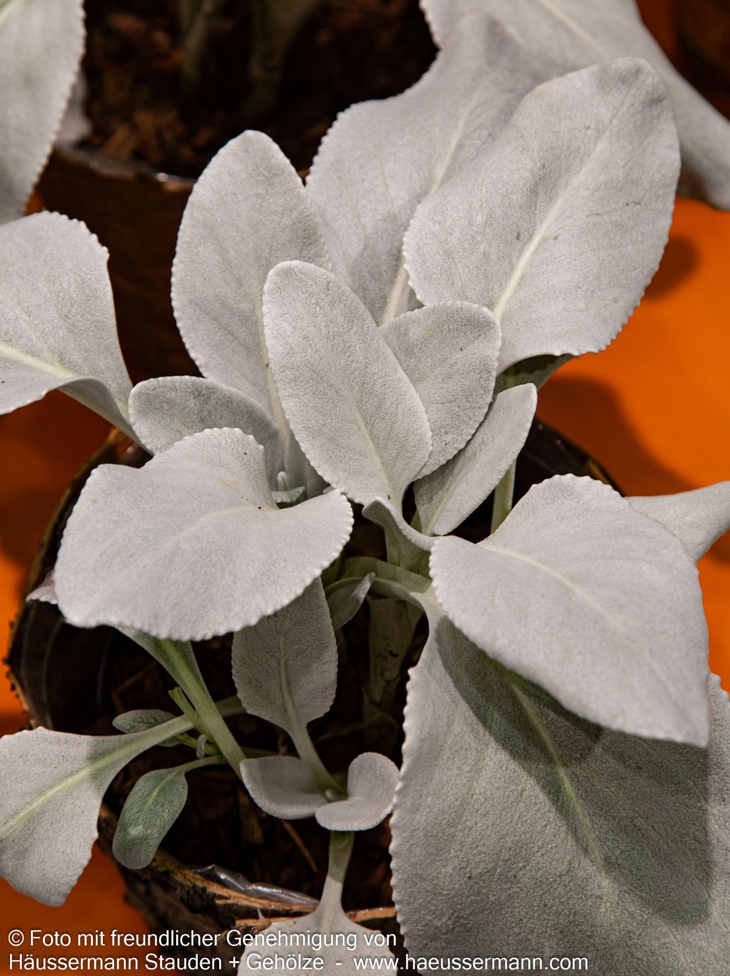 Weißlaubiges Greiskraut 'Angel Wings' (Senecio candicans)