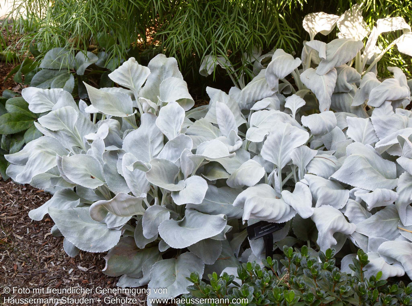Weißlaubiges Greiskraut 'Angel Wings' (Senecio candicans)