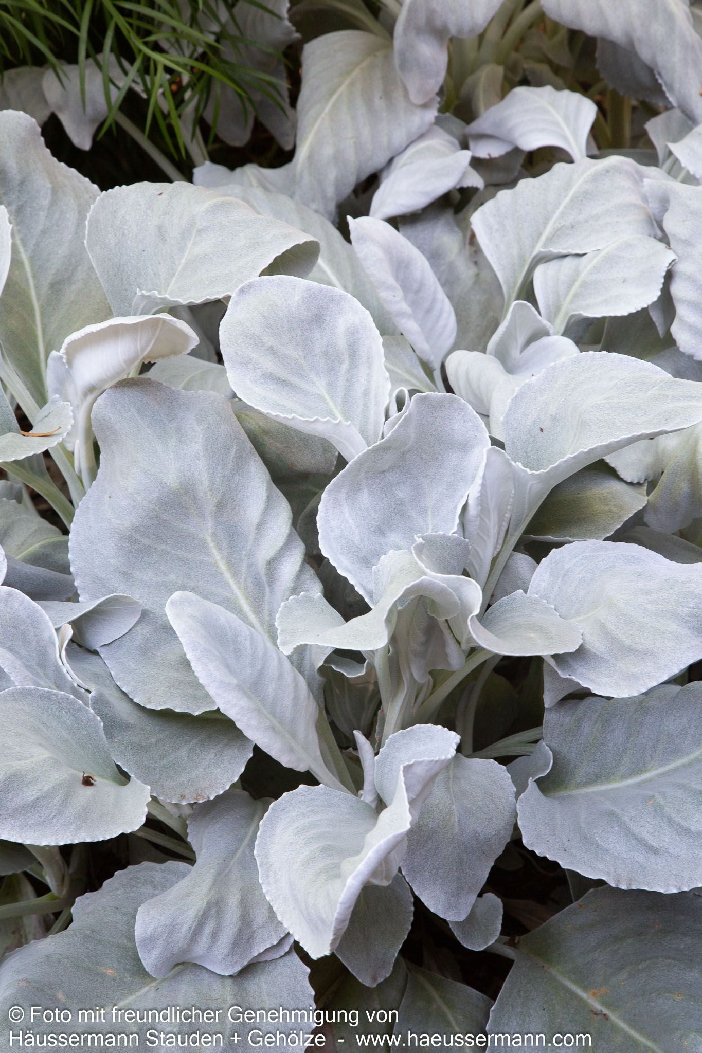 Weißlaubiges Greiskraut 'Angel Wings' (Senecio candicans)