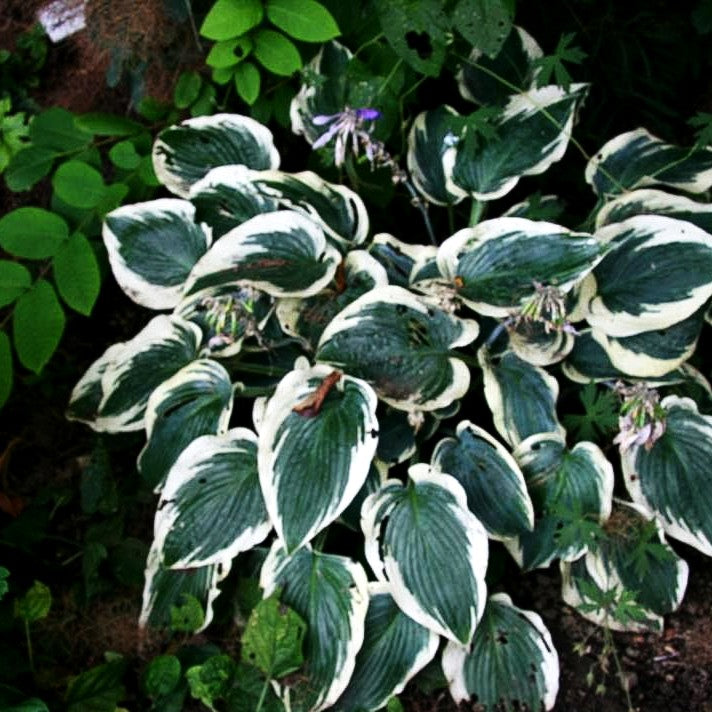 Weißrand-Funkie 'El Nino' (Hosta x tardiana)