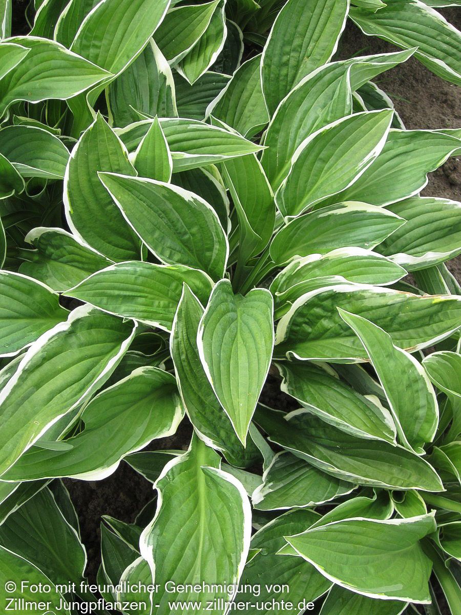 Weißrand-Funkie 'Francee' (Hosta x fortunei)