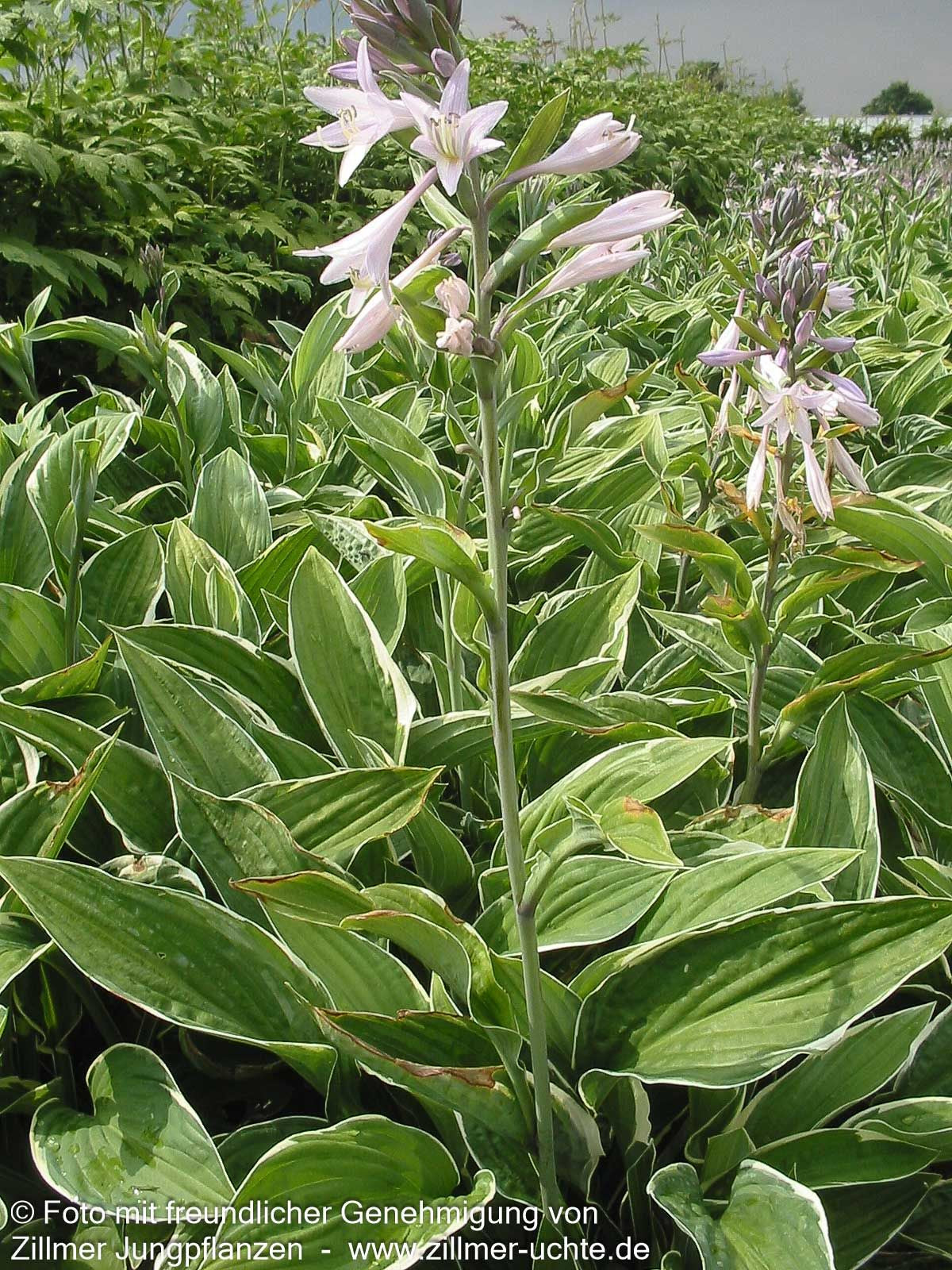 Weißrand-Funkie 'Francee' (Hosta x fortunei)