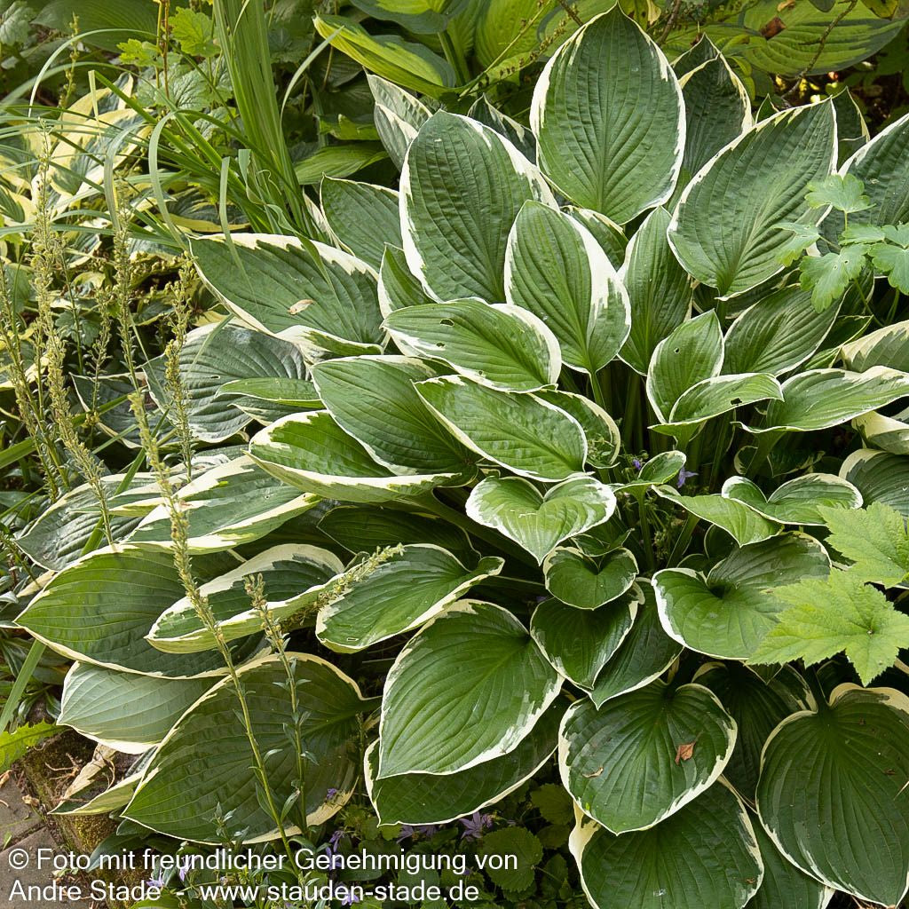 Weißrand-Funkie 'Francee' (Hosta x fortunei)