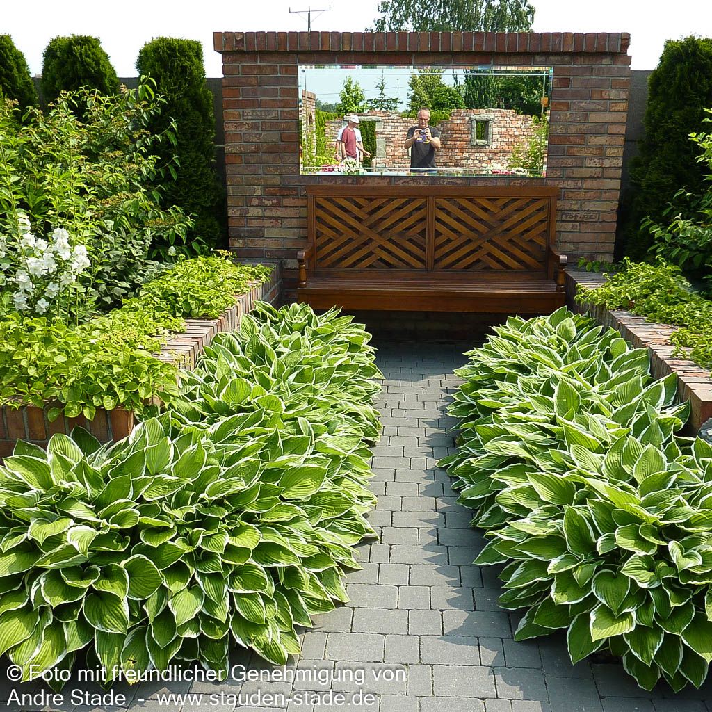 Weißrand-Funkie 'Francee' (Hosta x fortunei)