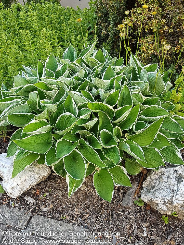 Weißrand-Funkie 'Francee' (Hosta x fortunei)