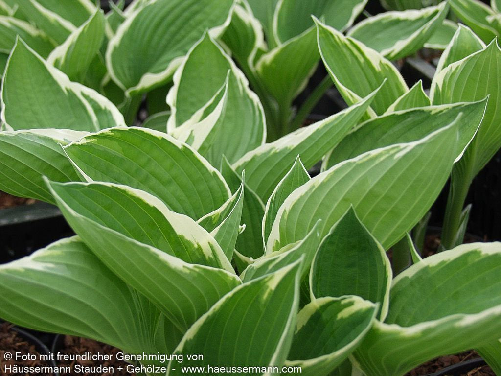 Weißrand-Funkie 'Francee' (Hosta x fortunei)