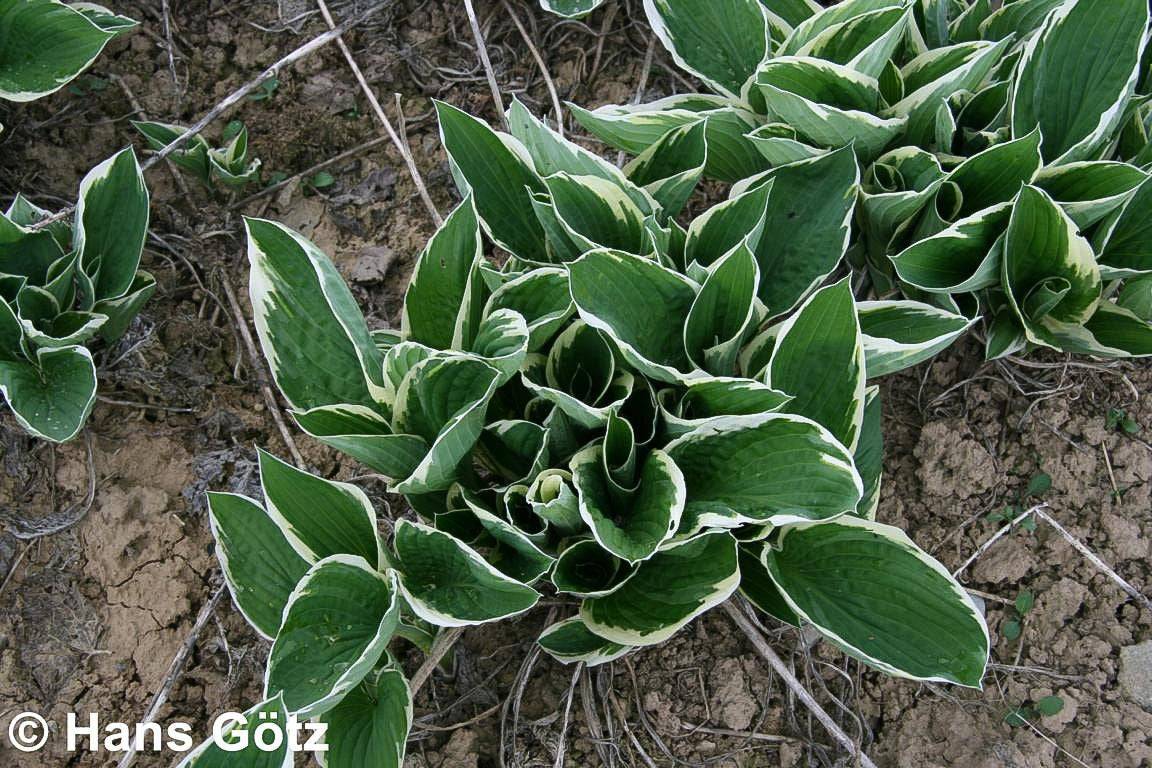 Weißrand-Funkie 'Francee' (Hosta x fortunei)