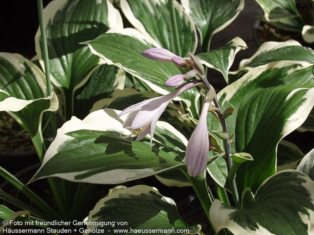 Weißrand-Funkie 'Minuteman' (Hosta x fortunei)