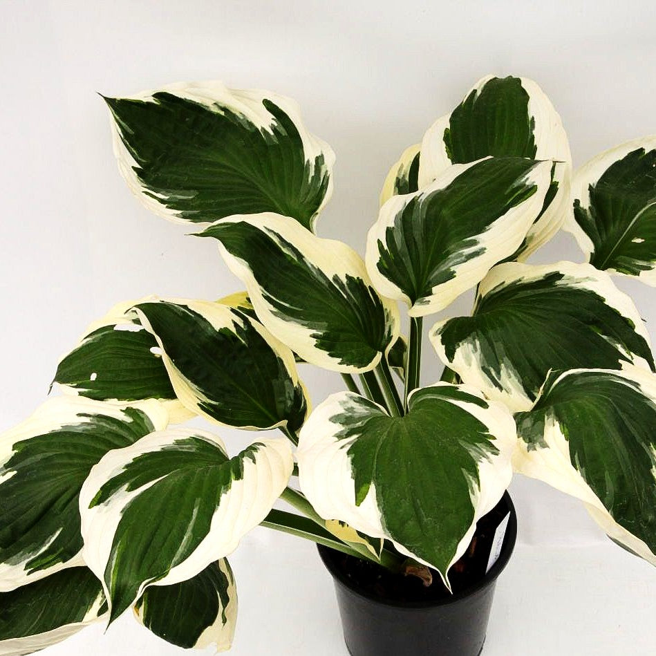 Weißrand-Funkie 'Patriot' (Hosta x fortunei)