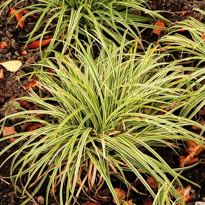 Weißrand-Segge 'Silver Sceptre' (Carex dolichostachya)
