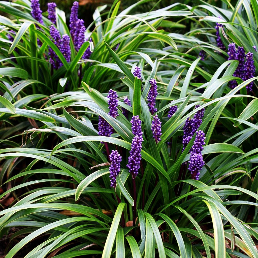 Weißrandige Glöckchentraube 'Variegata' (Liriope muscari)