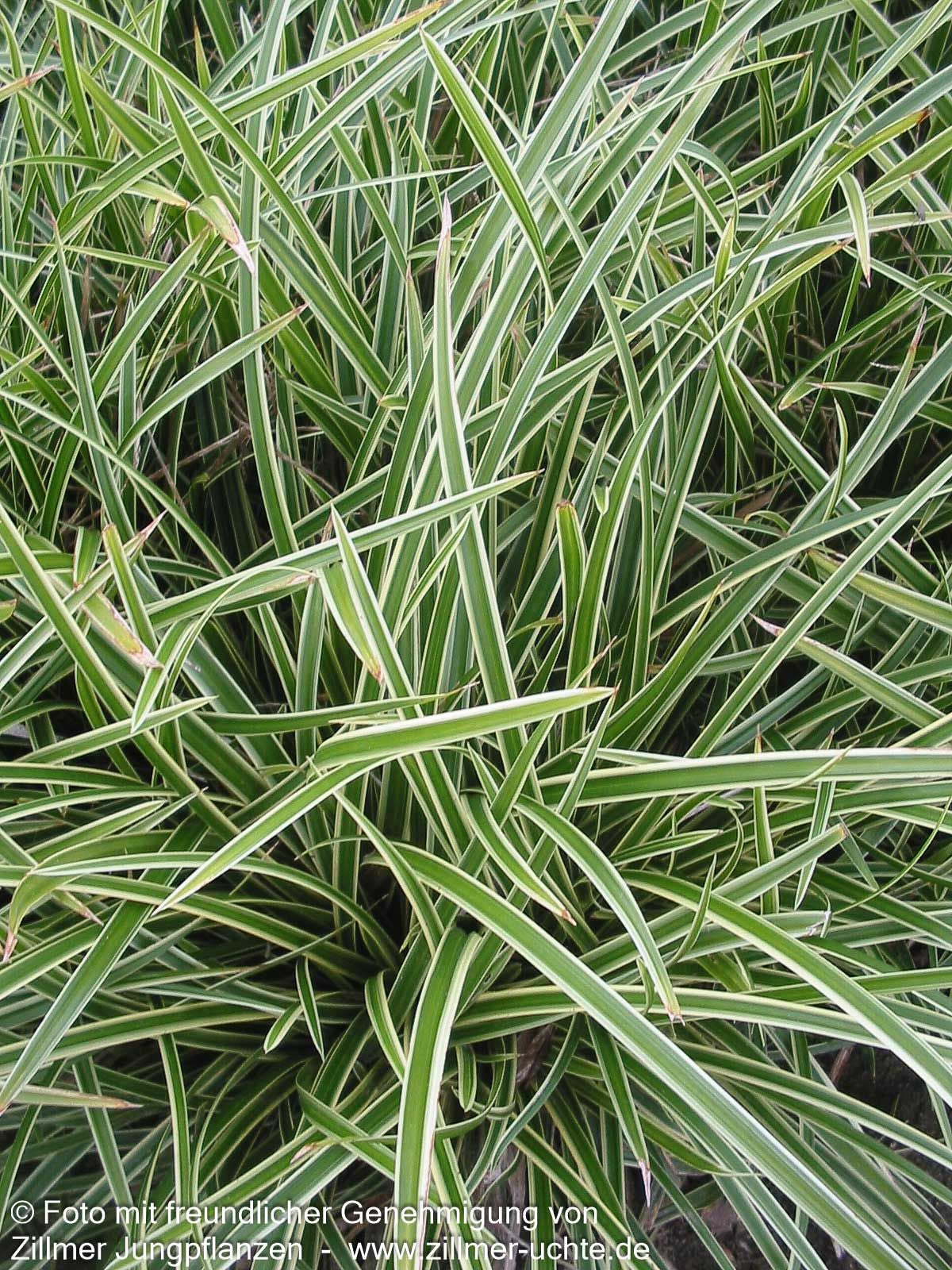 Weißrandige Teppich-Segge 'Icedance' (Carex foliosissima)