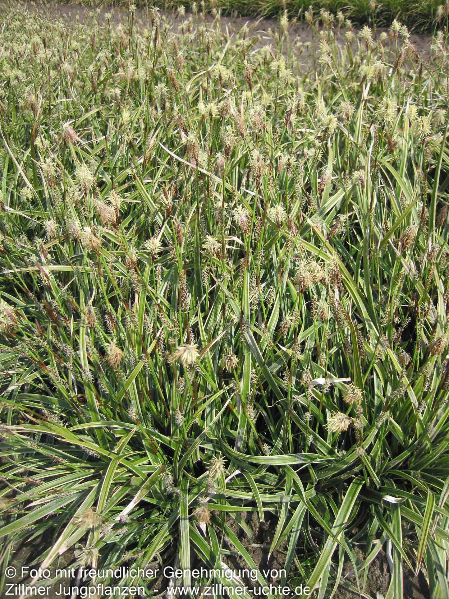 Weißrandige Teppich-Segge 'Icedance' (Carex foliosissima)